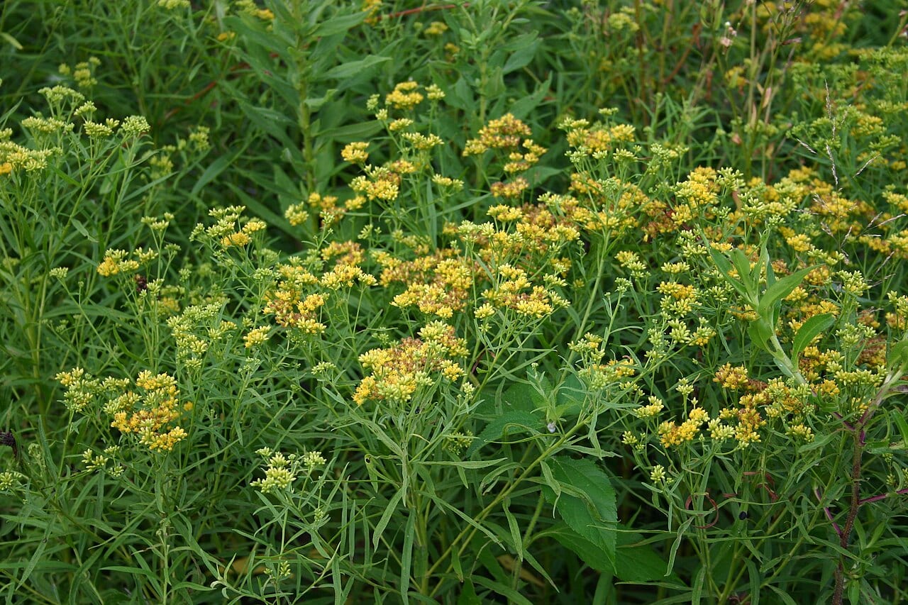 Flat-top goldentop (Euthamia graminifolia)