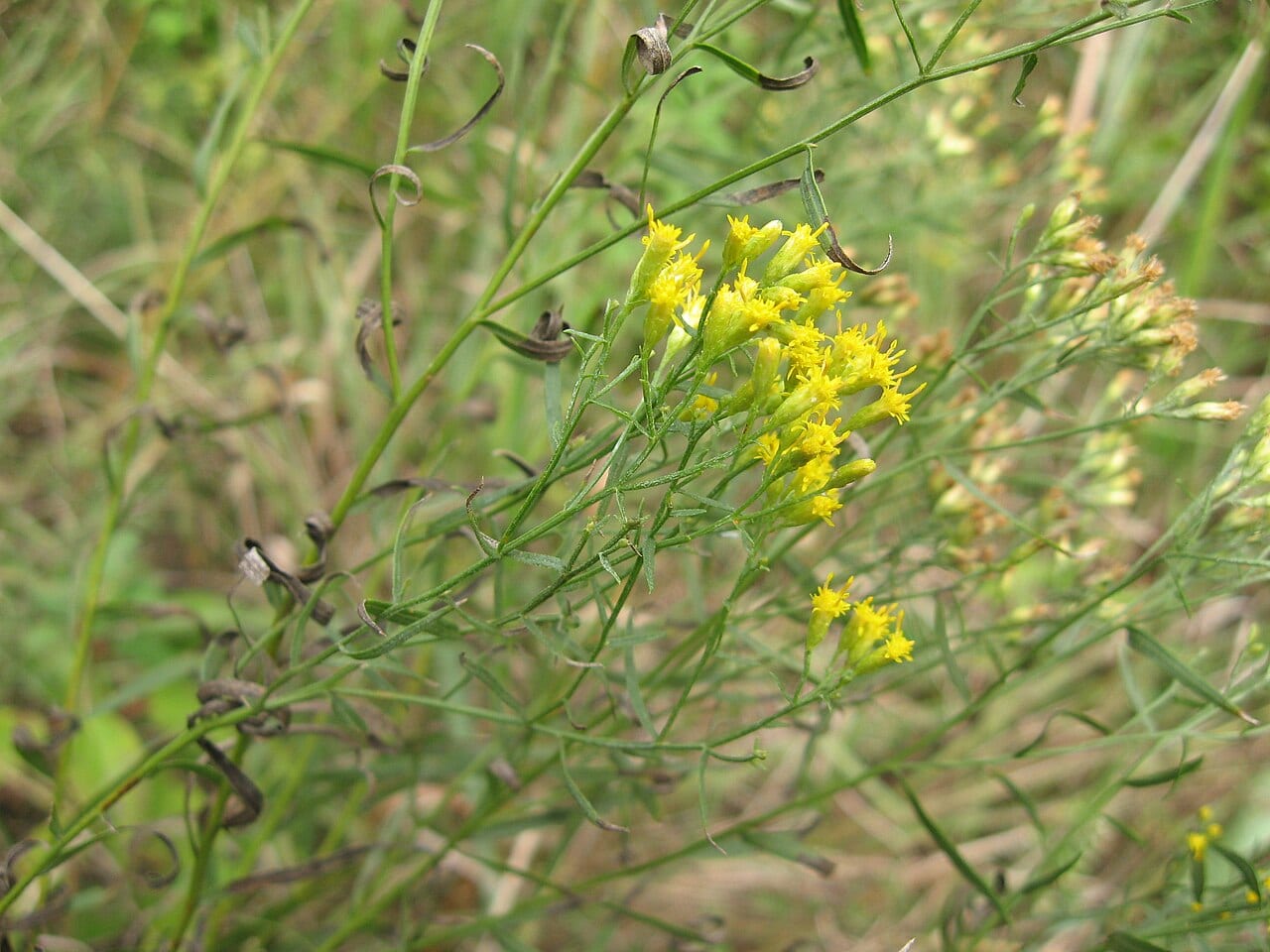 Texas goldentop (Euthamia gymnospermoides)
