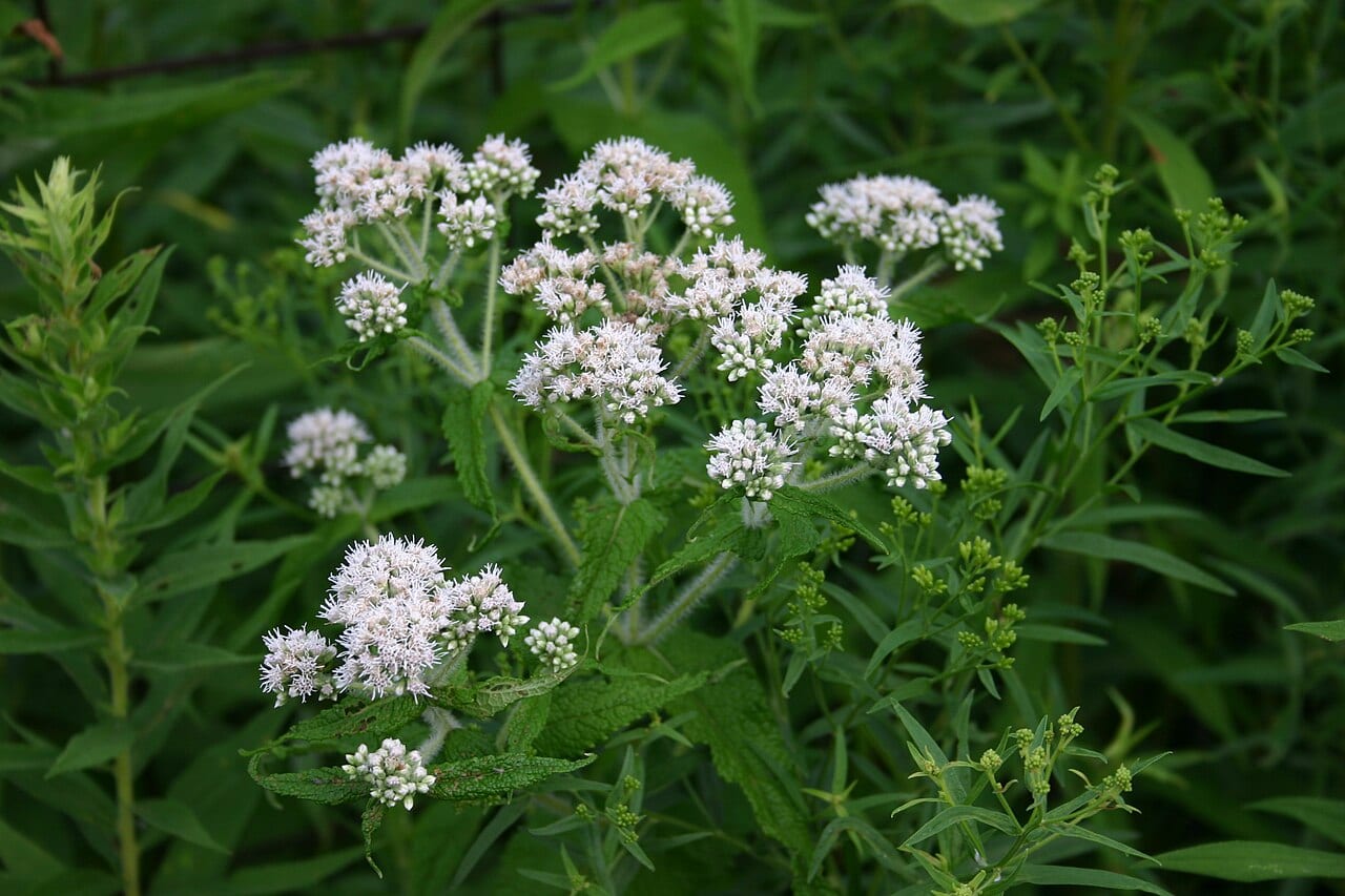 Upland boneset (Eupatorium × truncatum)