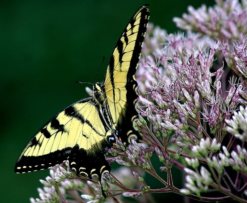 Joe-pye weed (Eutrochium fistulosum)