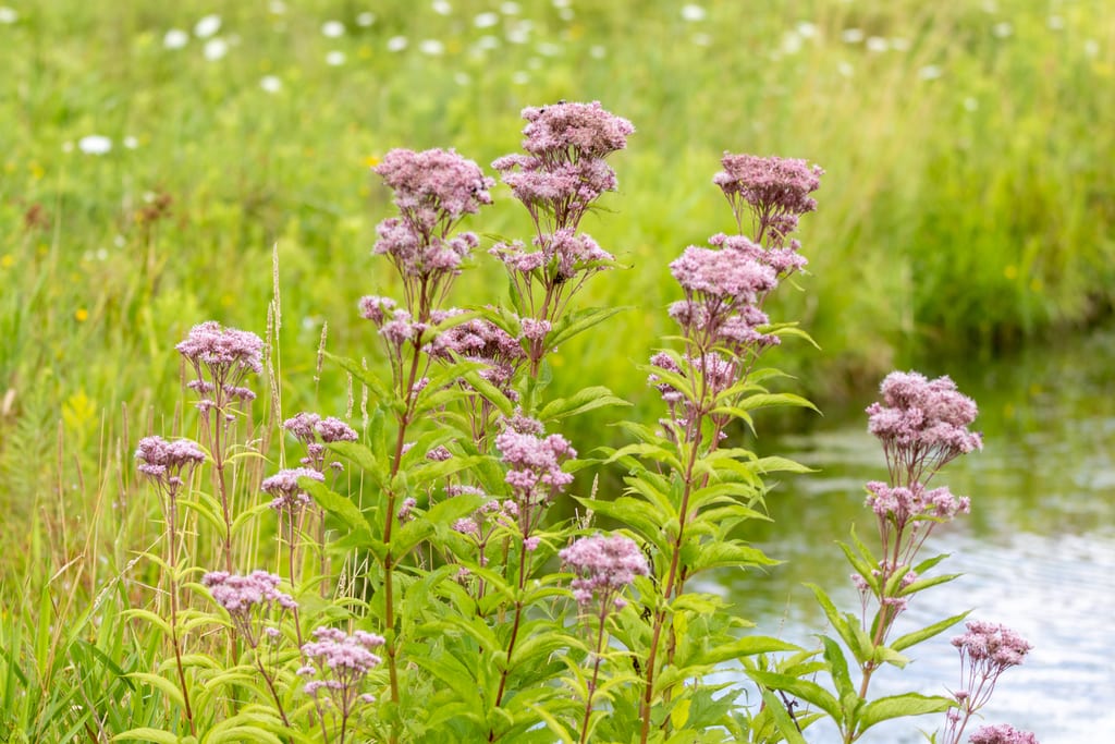 Spotted joe pye weed (Eutrochium maculatum var. bruneri)