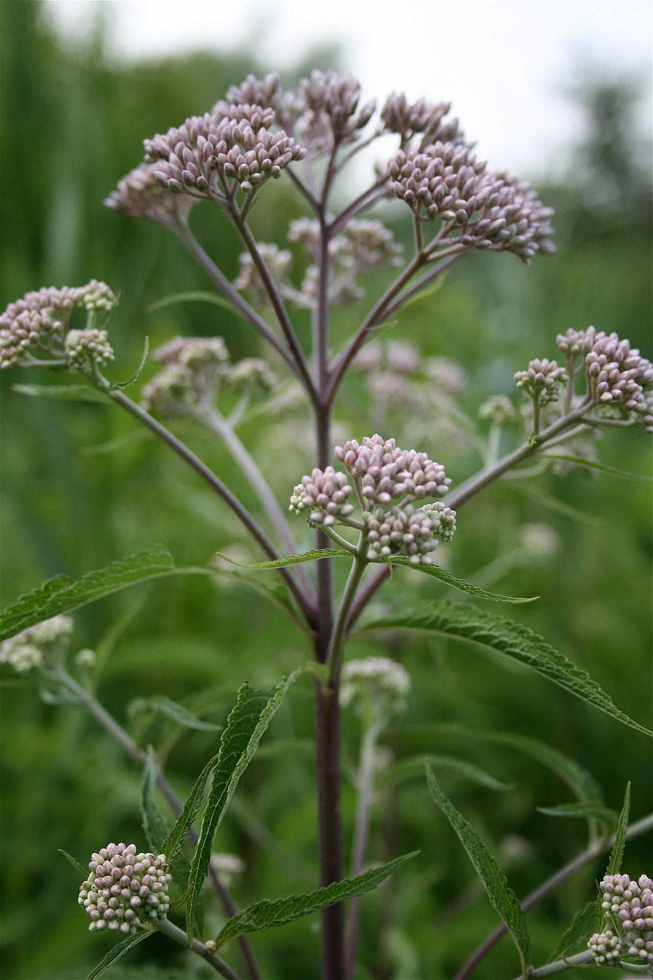 Spotted joe-pye weed (Eutrochium maculatum)