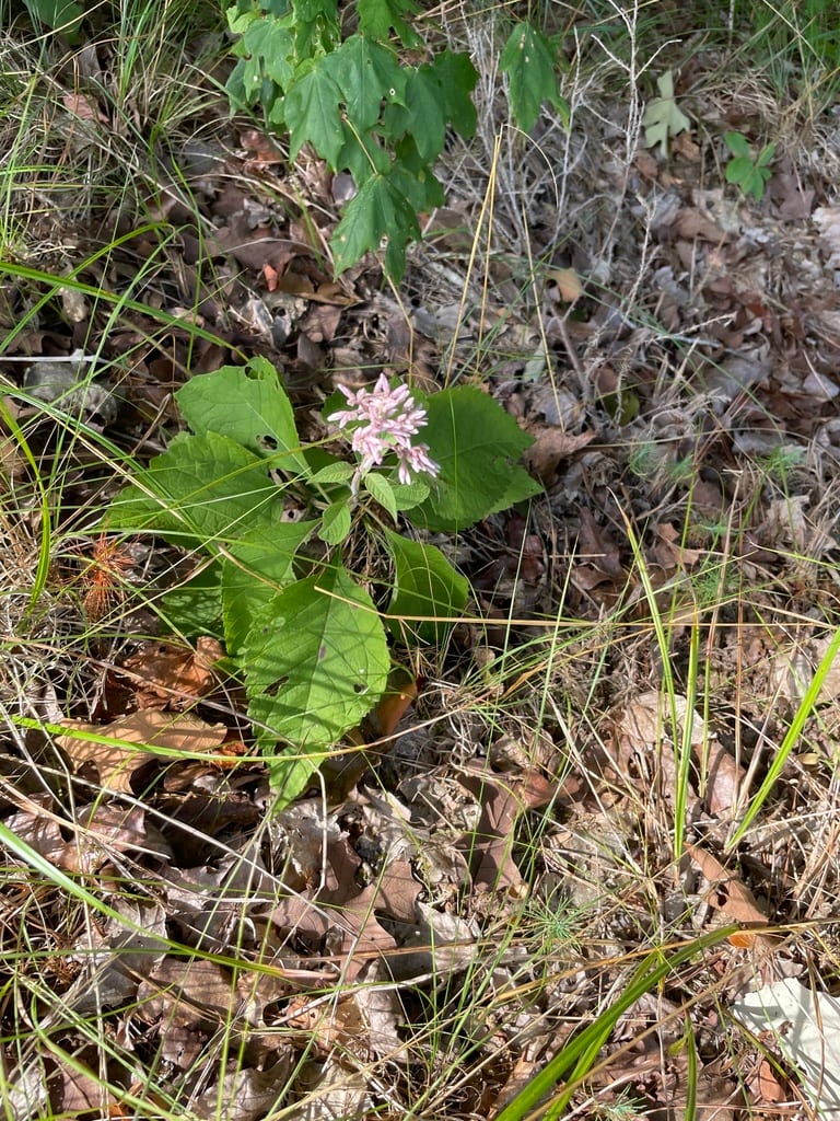 Holzinger's eupatorium (Eutrochium purpureum var. holzingeri)