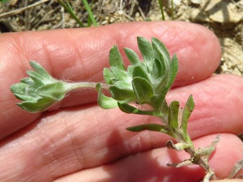 Bighead pygmycudweed (Evax prolifera)