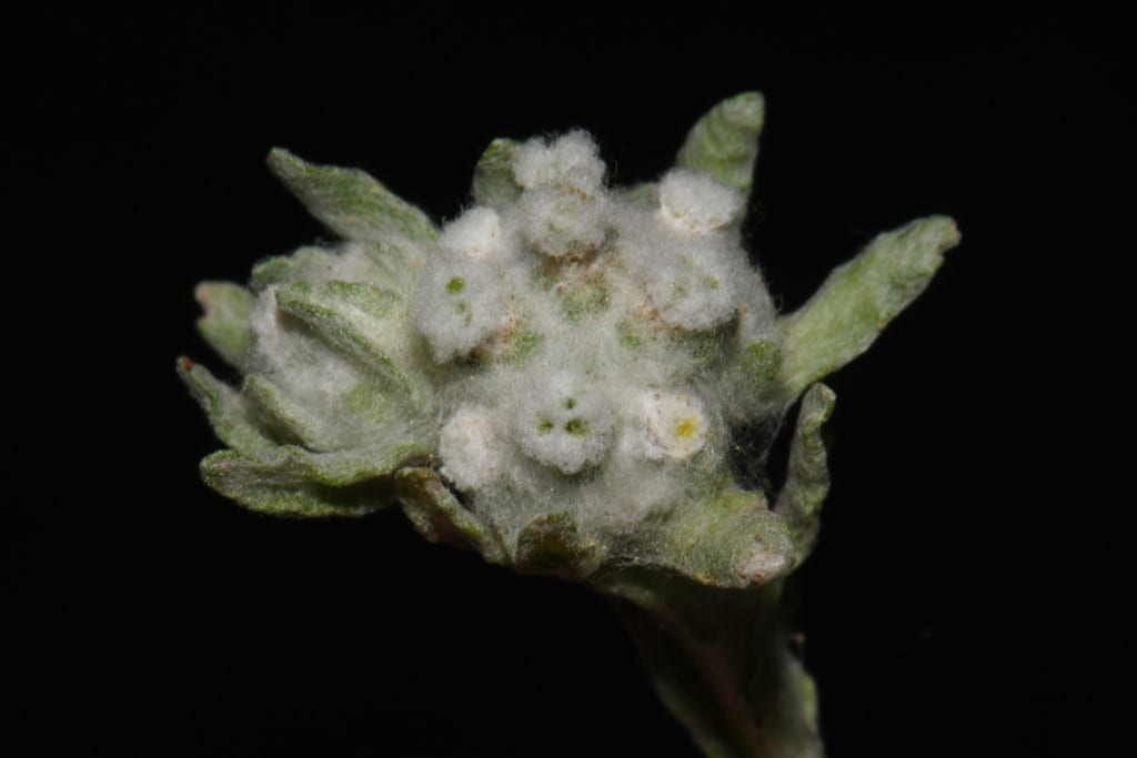 Spring pygmycudweed (Evax verna var. verna)