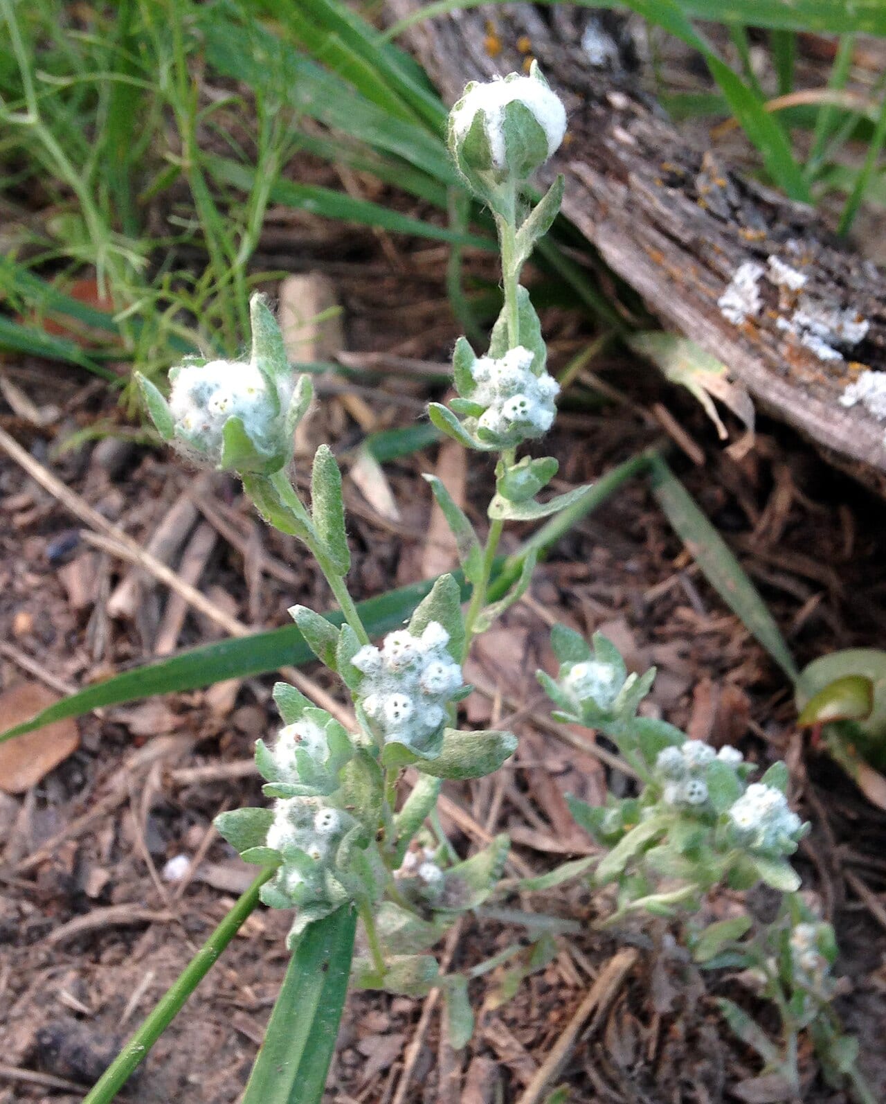Spring pygmycudweed (Evax verna)