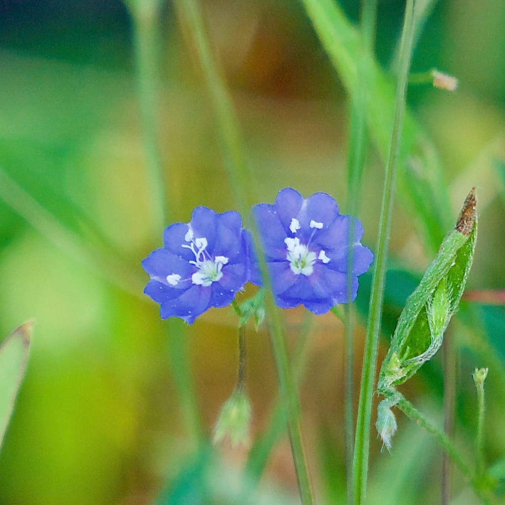 Slender dwarf morning-glory (Evolvulus alsinoides var. angustifolius)