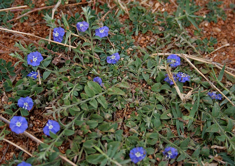 Slender dwarf morning-glory (Evolvulus alsinoides)