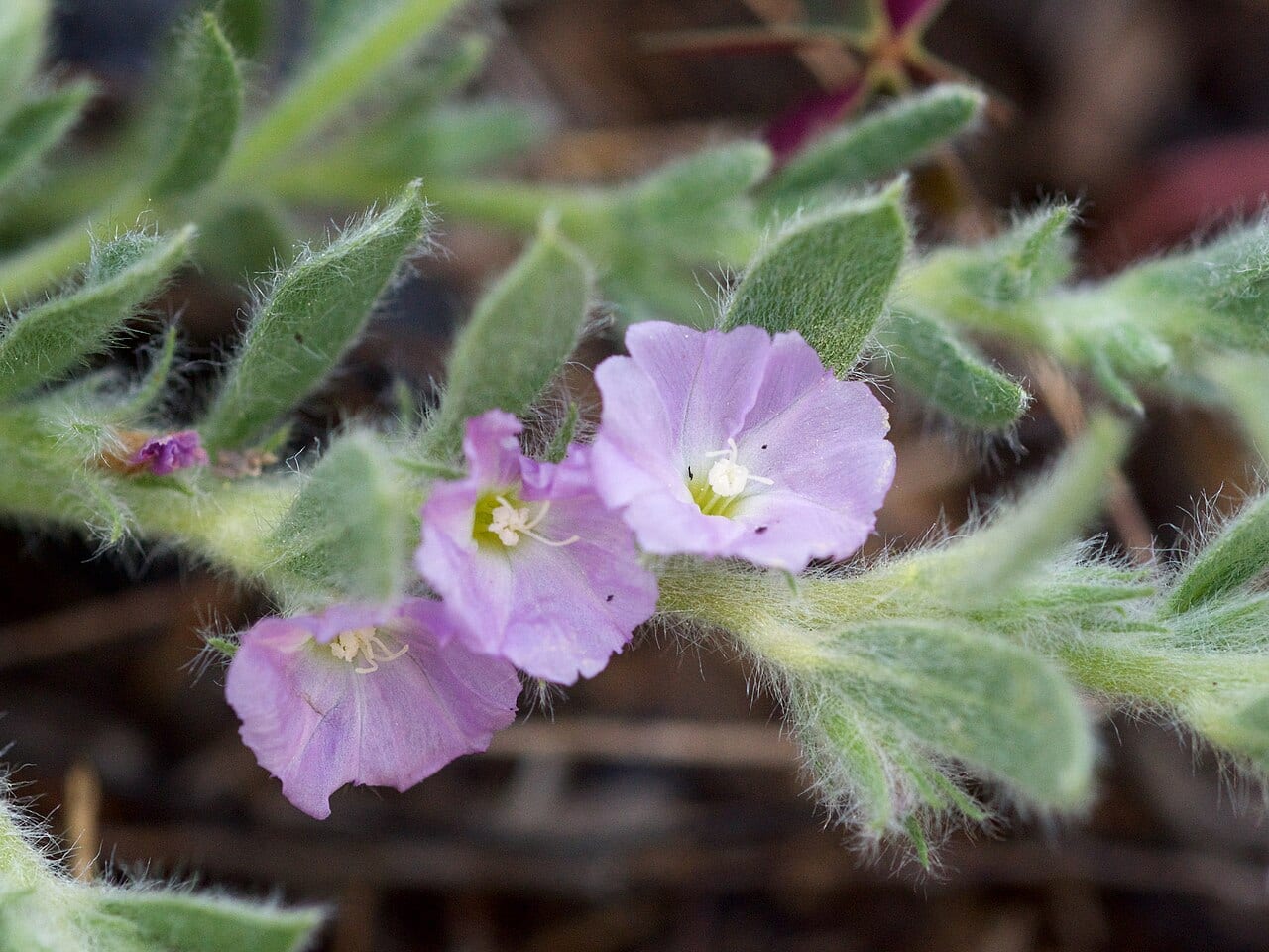 Shaggy dwarf morning-glory (Evolvulus nuttallianus)