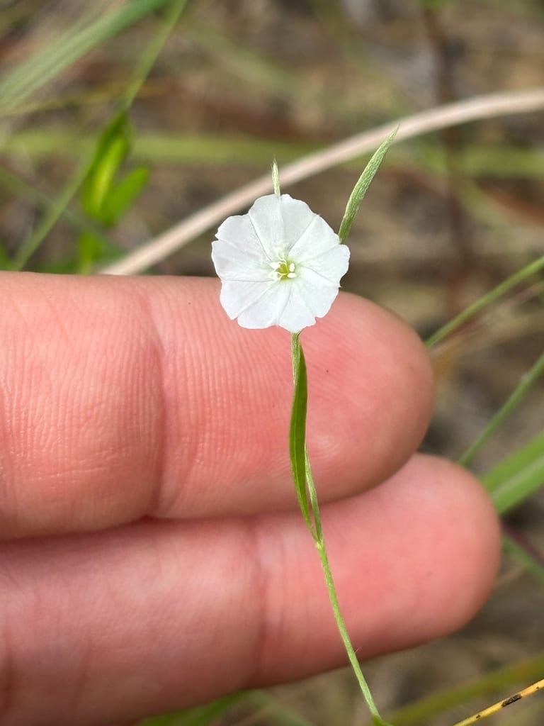 Silver dwarf morning-glory (Evolvulus sericeus var. sericeus)