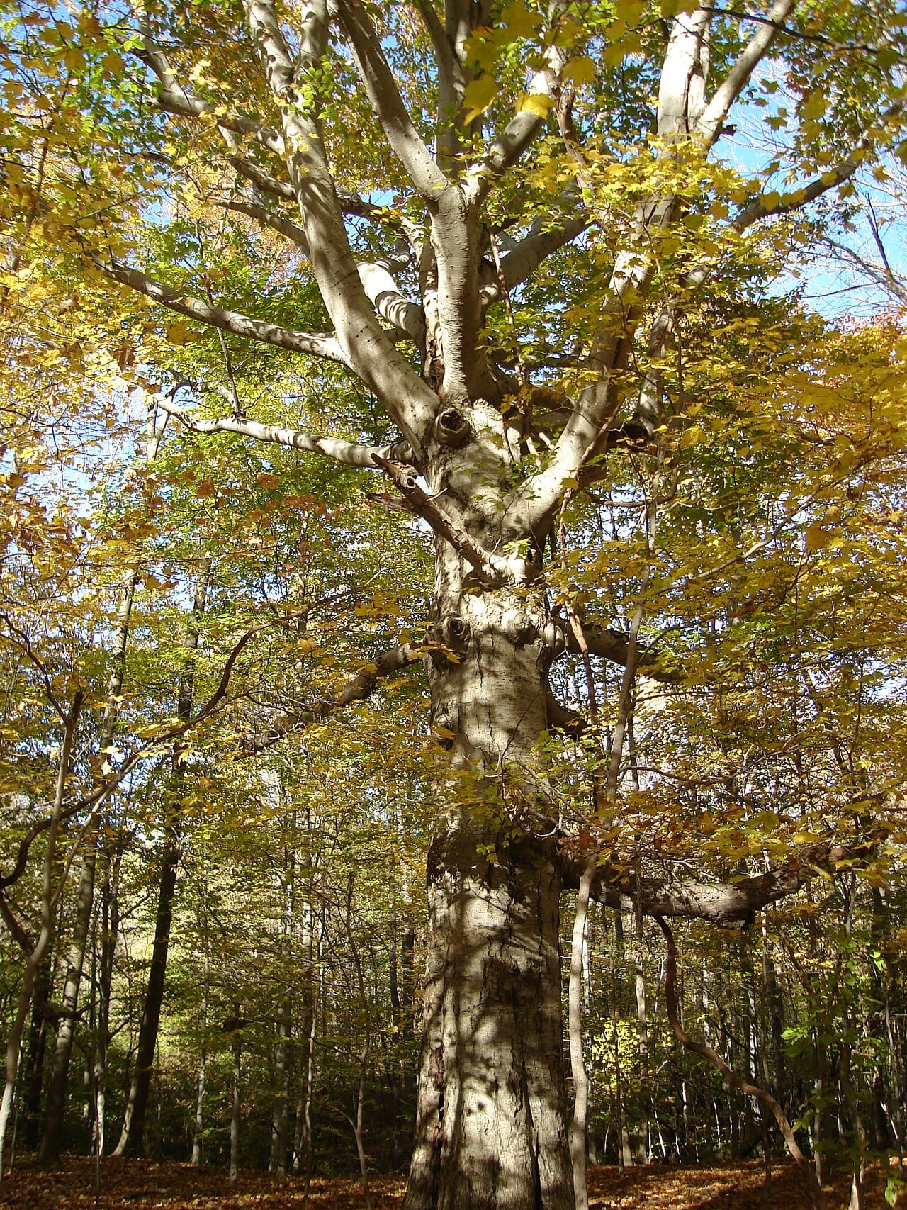American beech (Fagus grandifolia)