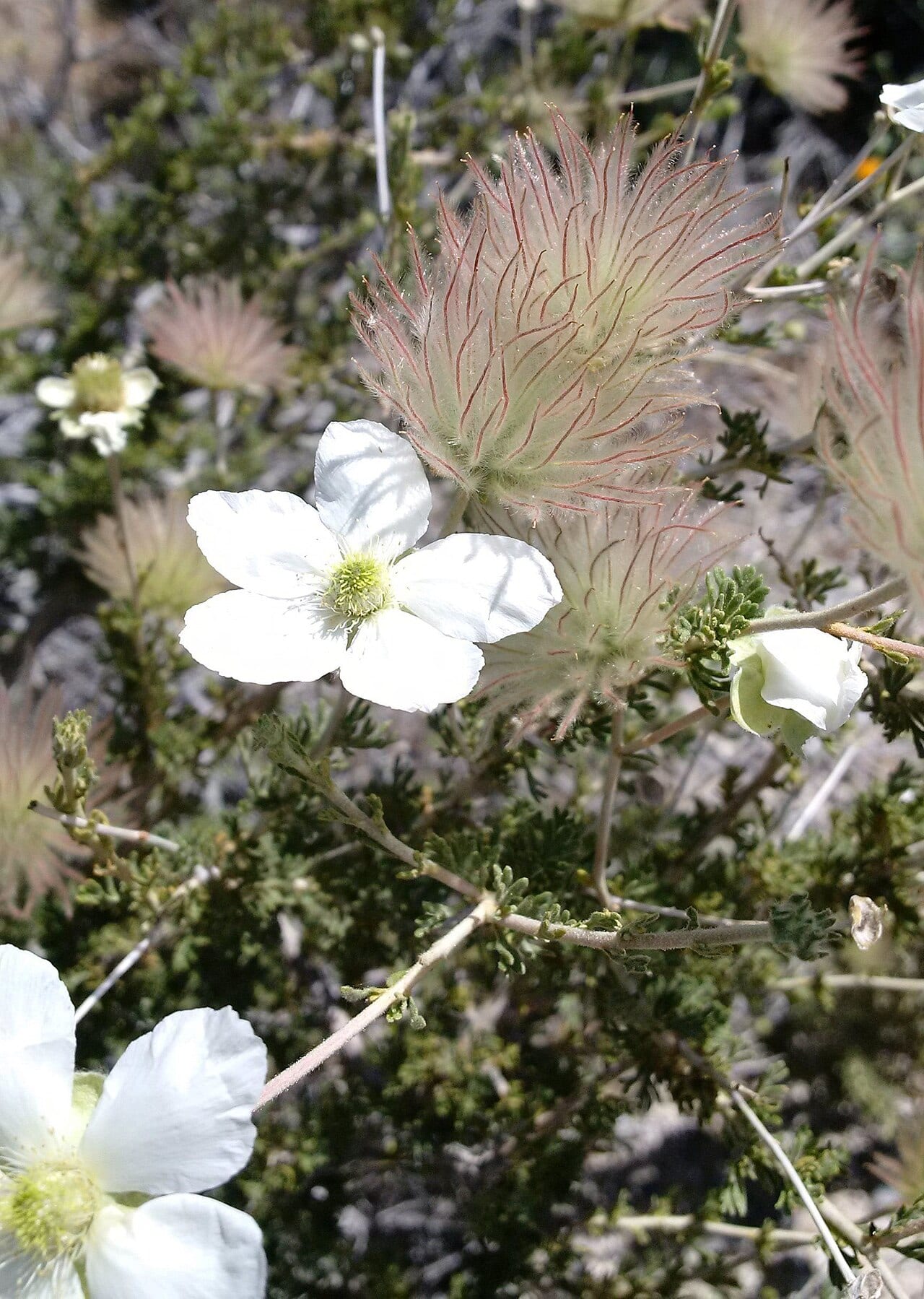 Apache plume (Fallugia paradoxa)
