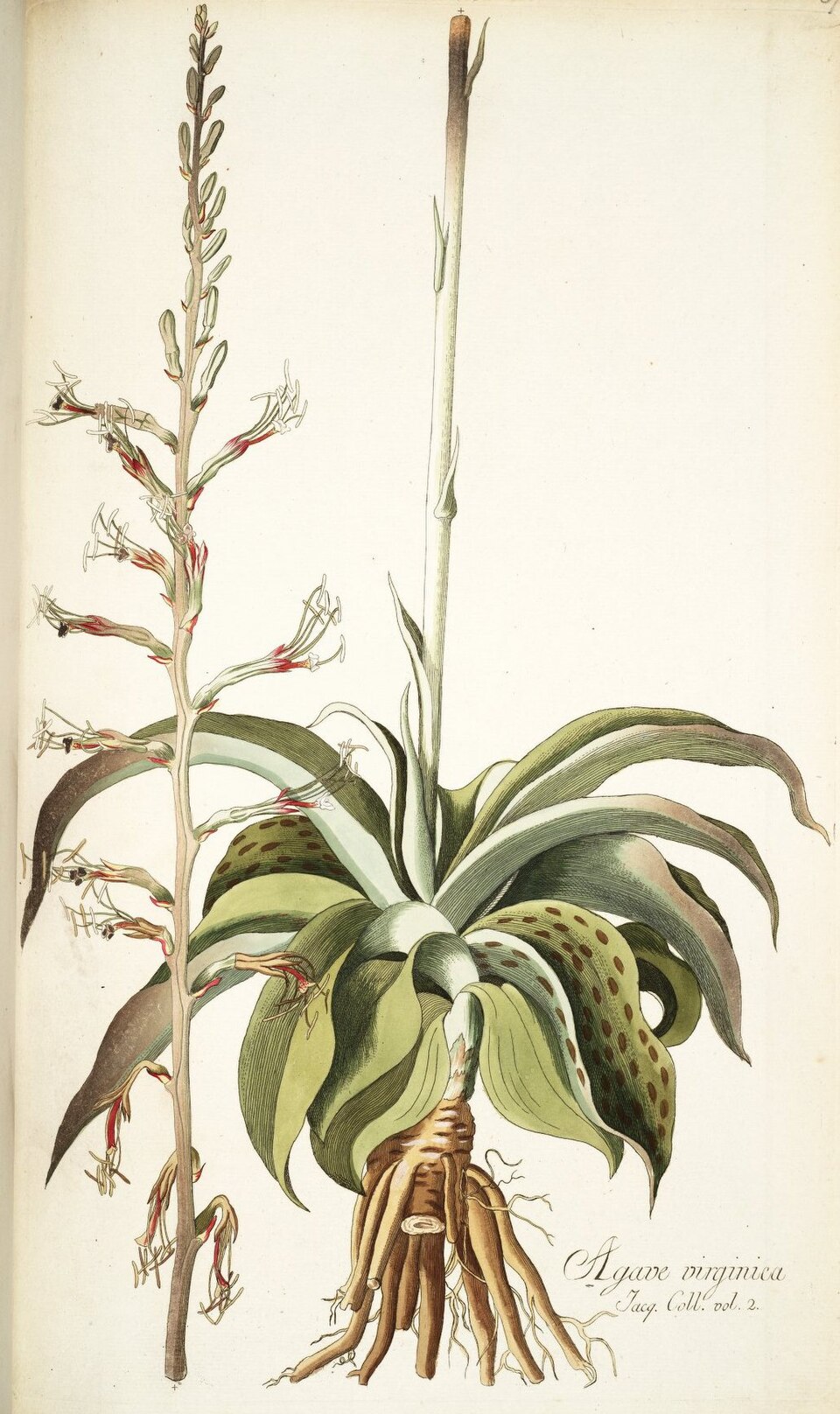 False Aloe (Manfreda virginica) rosette of spotted, wavy-edged succulent leaves with tall flowering stalk