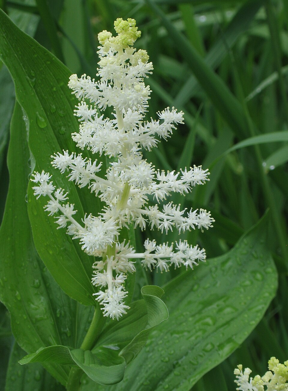 False Solomon's Seal (Maianthemum racemosum) with terminal plume of creamy-white flowers above arching leaves