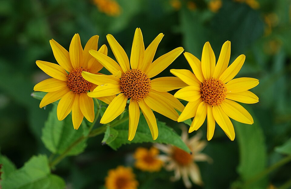 False Sunflower (Heliopsis helianthoides) with golden-yellow daisy-like flowers