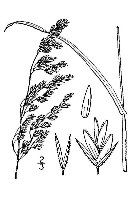 Clustered fescue (Festuca paradoxa)