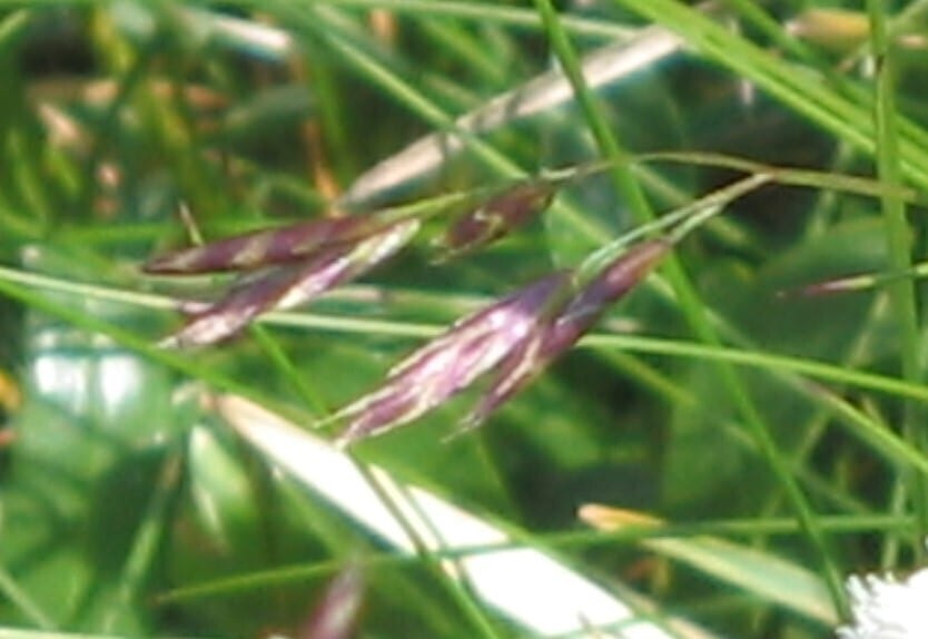 Red fescue (Festuca rubra ssp. rubra)