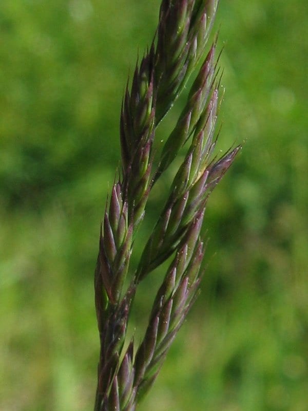Red fescue (Festuca rubra)