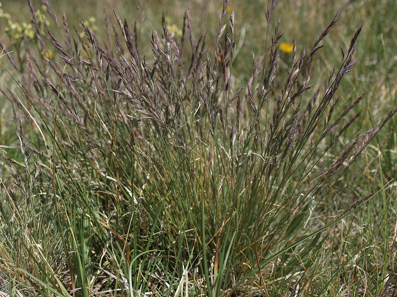 Rocky mountain fescue (Festuca saximontana)