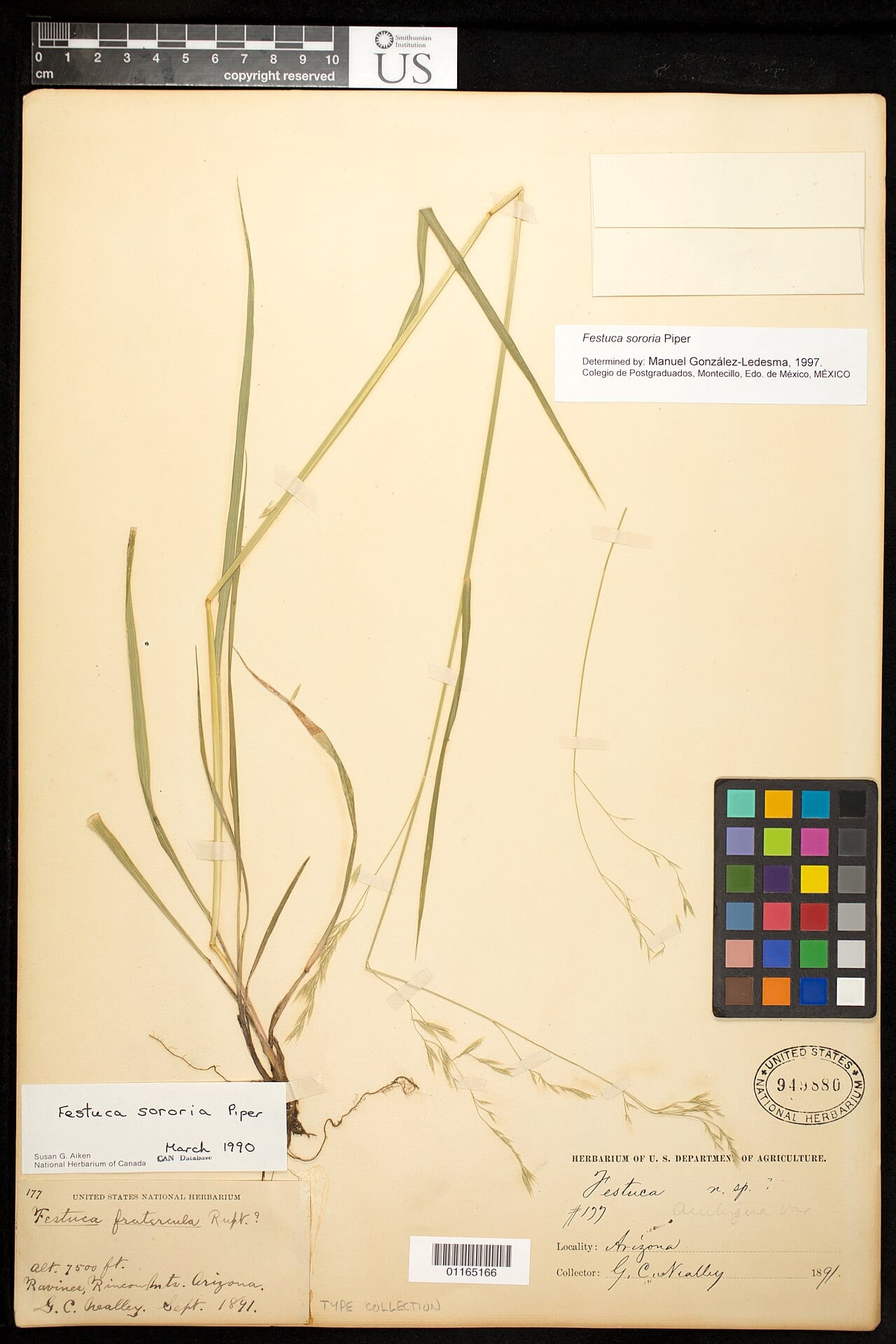 Ravine fescue (Festuca sororia)