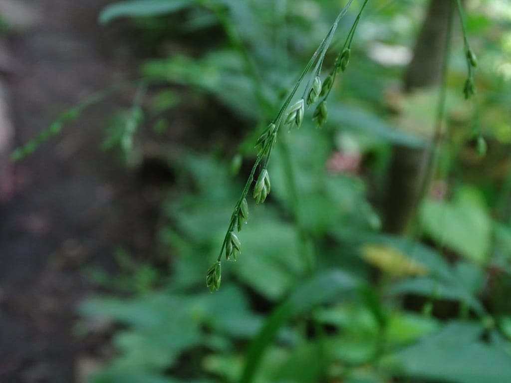 Nodding fescue (Festuca subverticillata)