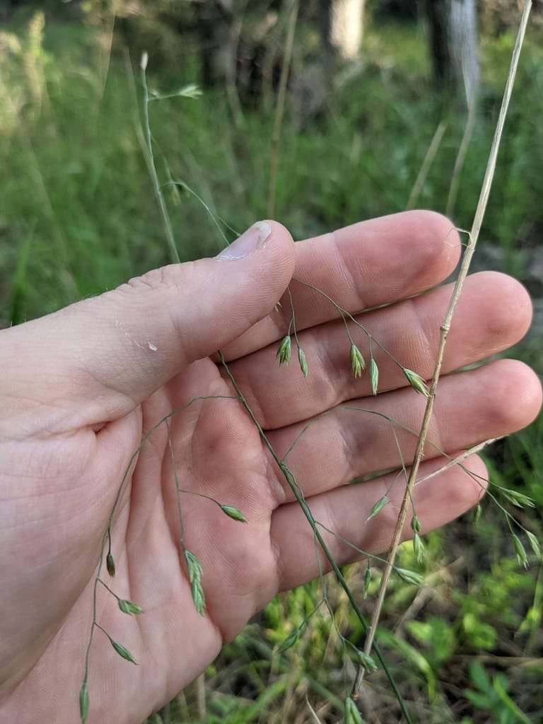 Texas fescue (Festuca versuta)