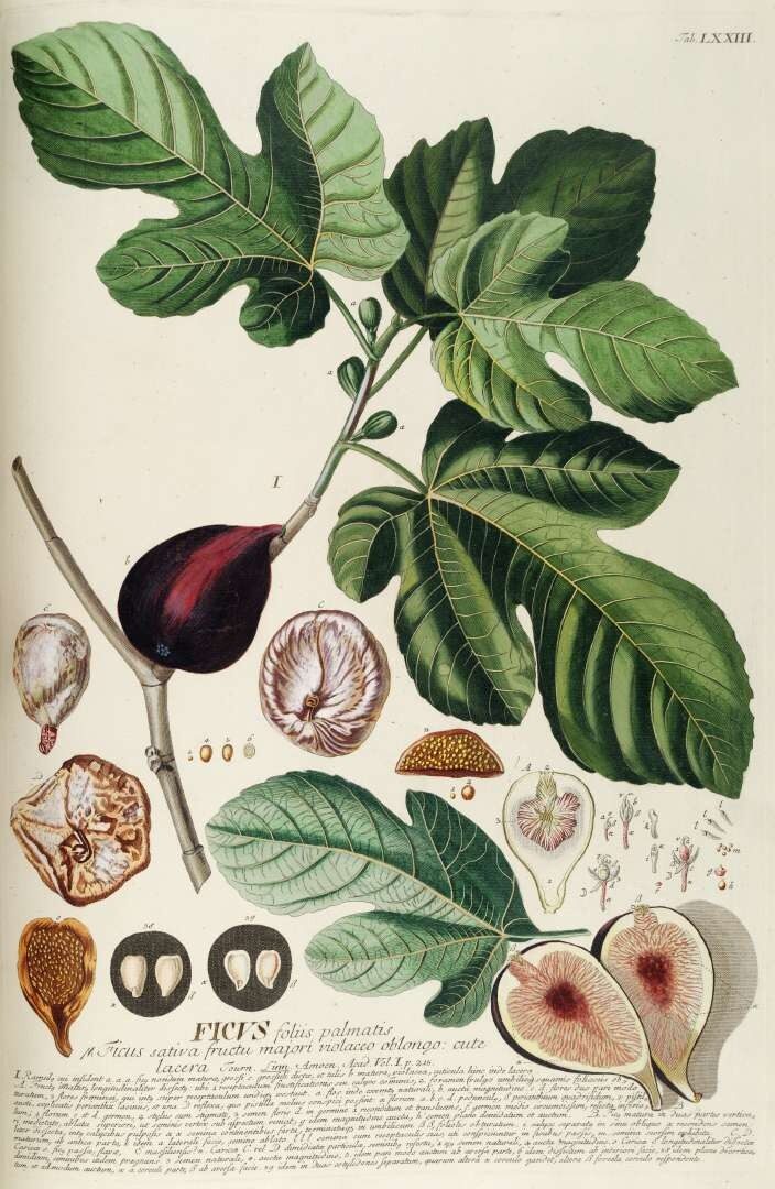 Fig (Ficus carica) — multi-stem deciduous shrub with deeply lobed leaves and ripe fruit