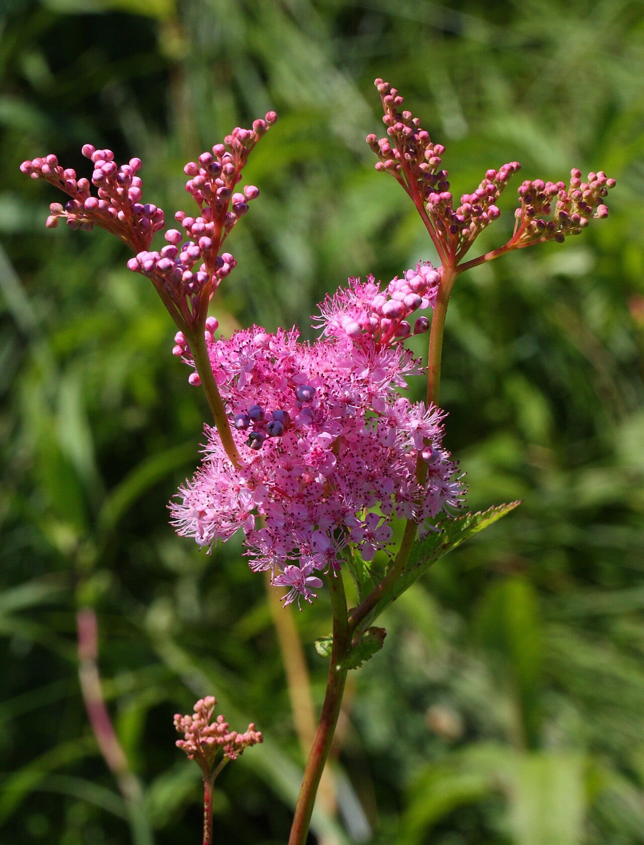Queen of the prairie (Filipendula rubra)