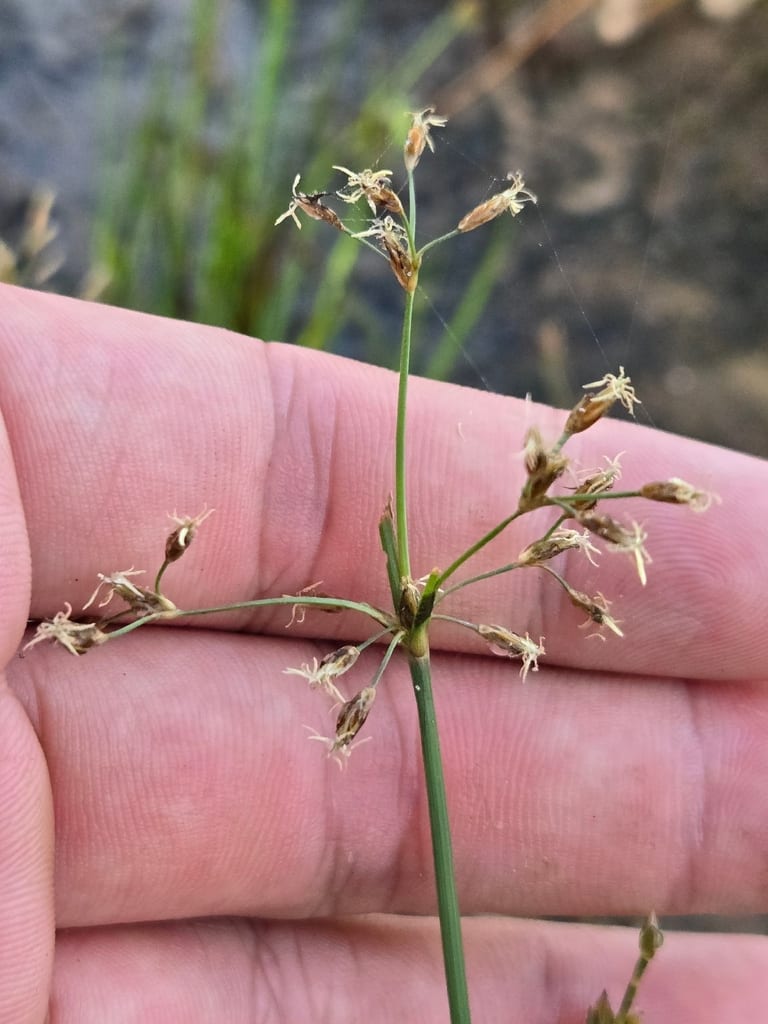 Slender fimbry (Fimbristylis autumnalis)