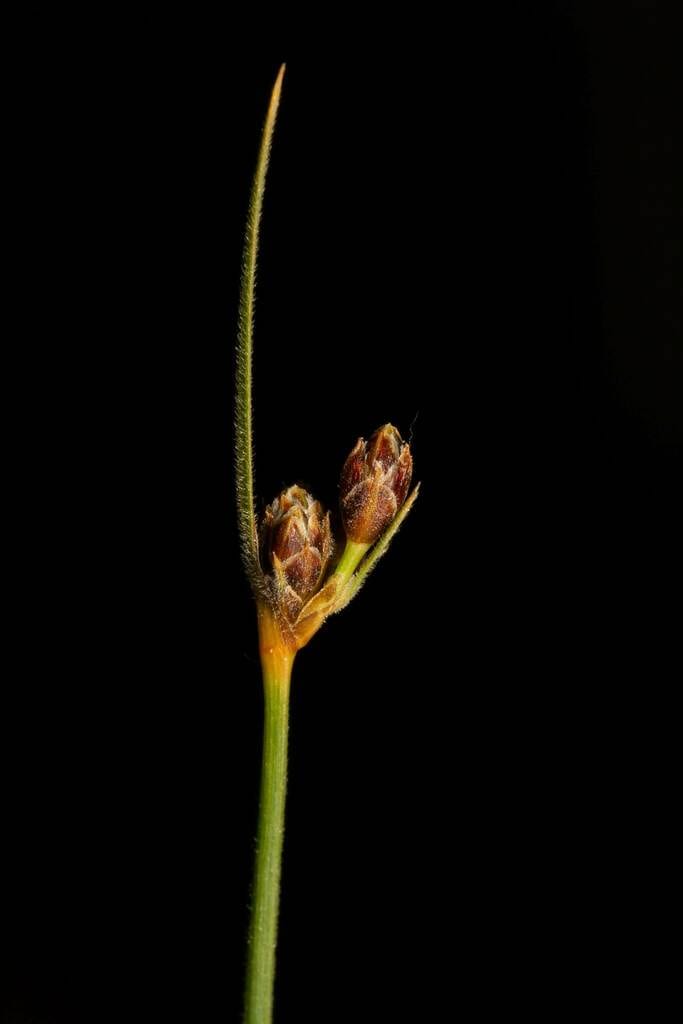 Hairy fimbry (Fimbristylis puberula var. puberula)