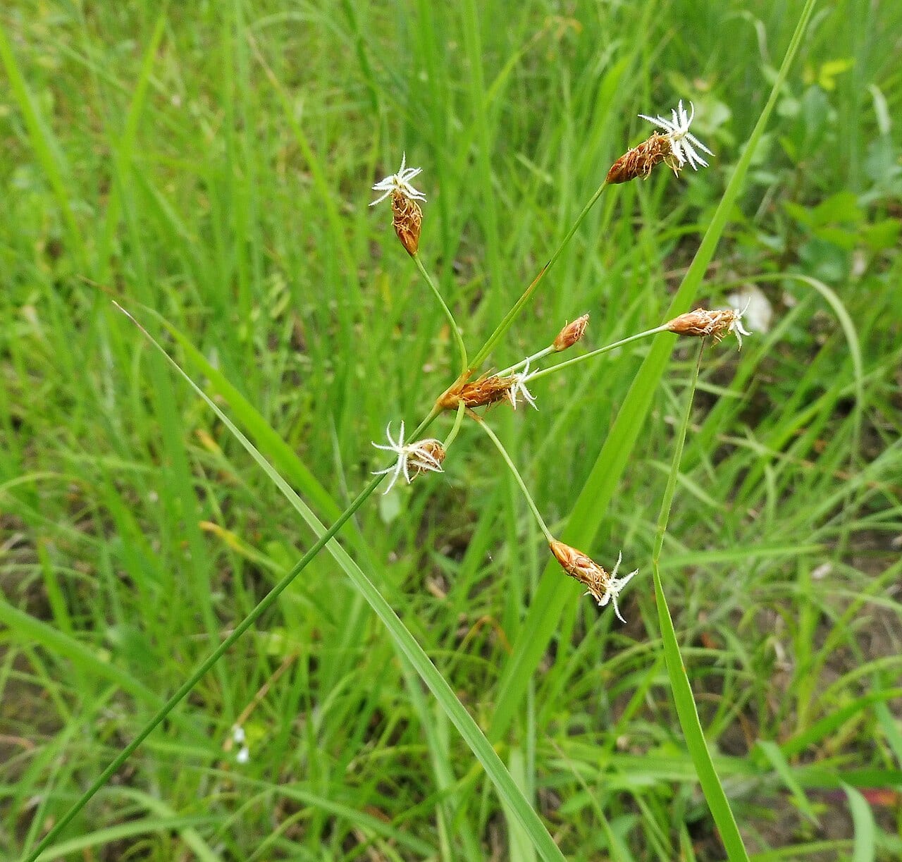 Hairy fimbry (Fimbristylis puberula)
