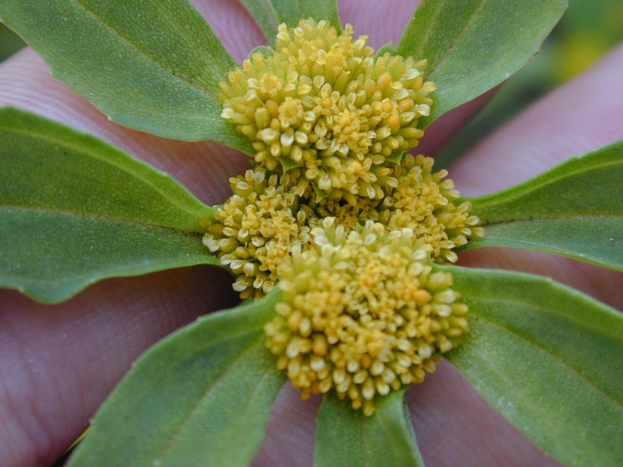 Clustered yellowtops (Flaveria trinervia)