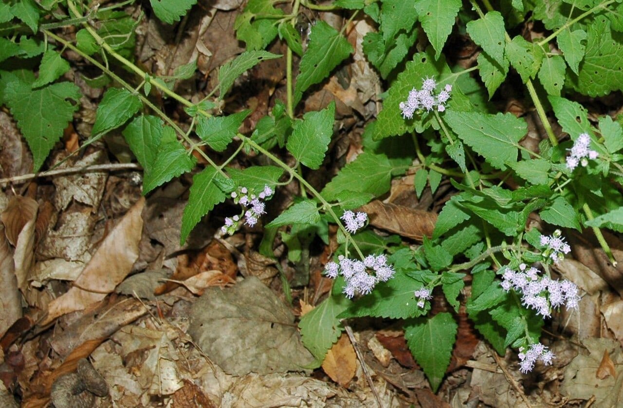 Pink thoroughwort (Fleischmannia incarnata)
