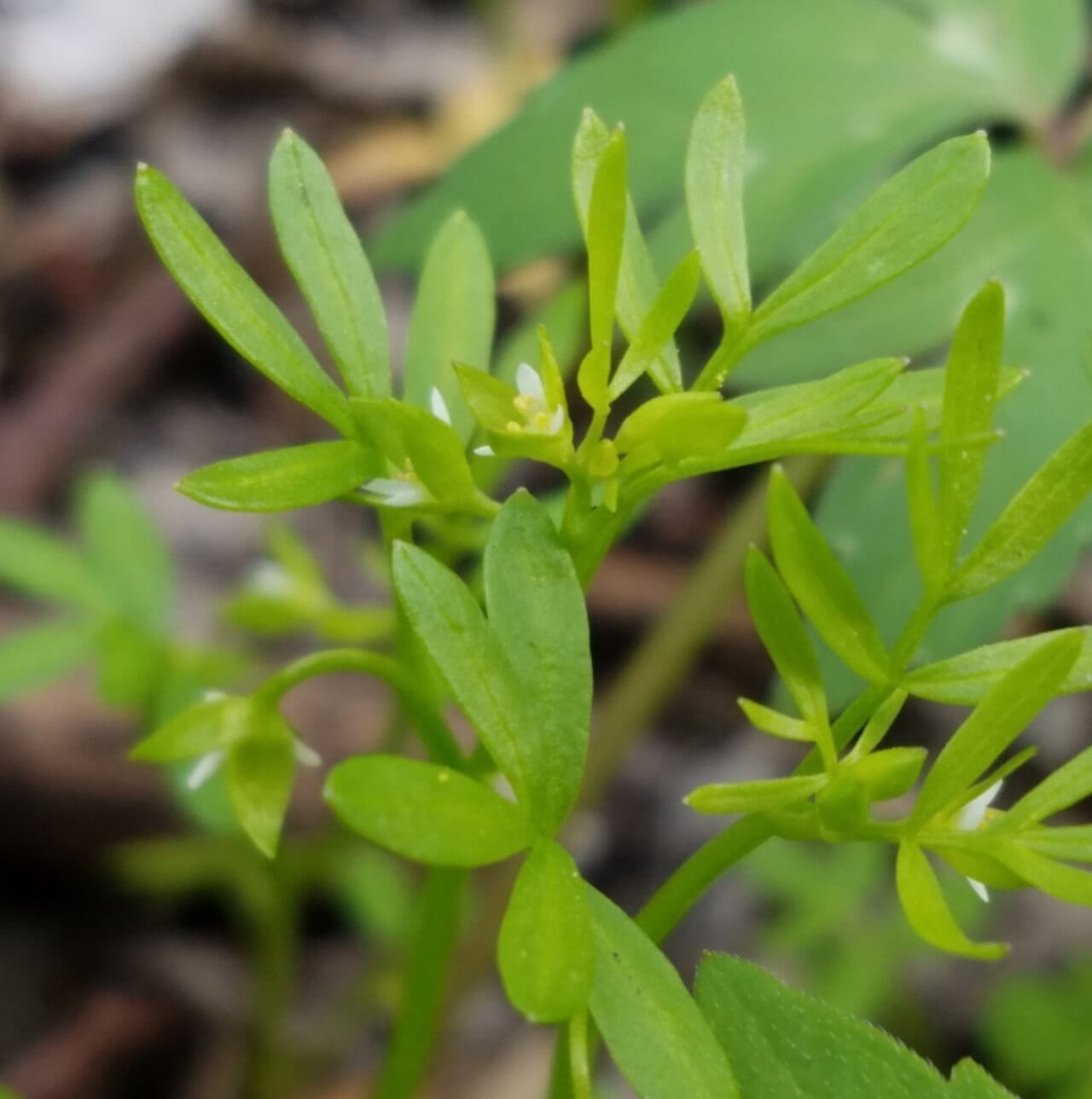 False mermaidweed (Floerkea proserpinacoides)