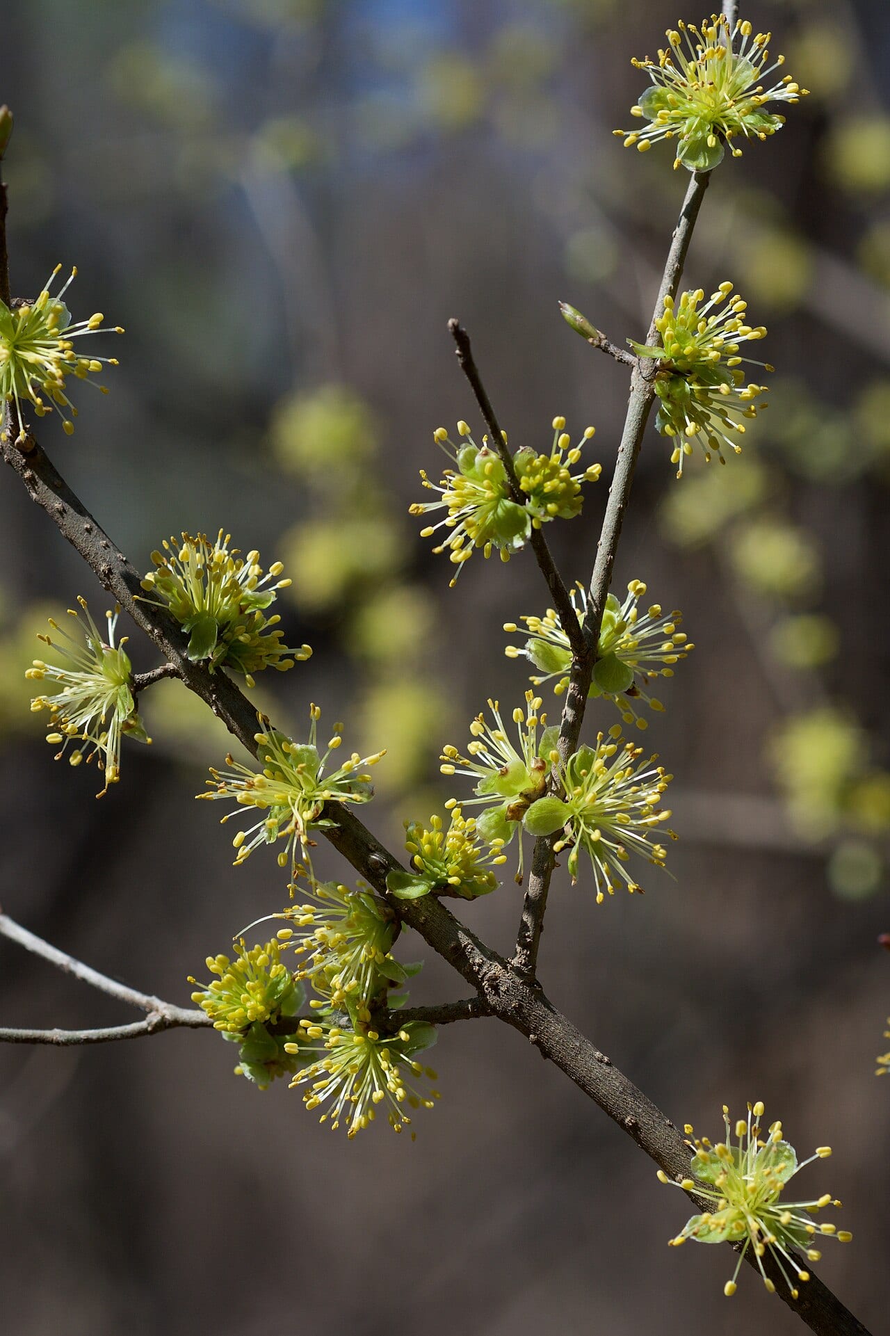 Eastern swamp privet (Forestiera acuminata)