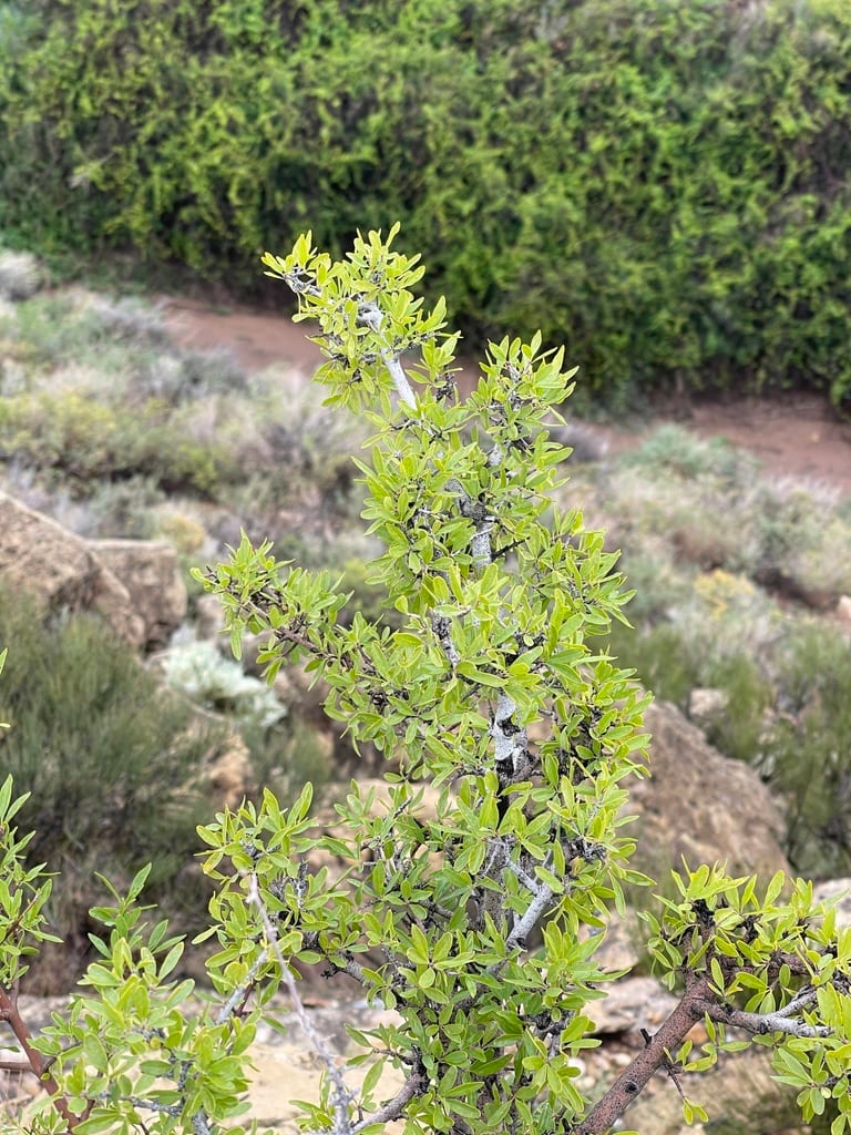 Stretchberry (Forestiera pubescens var. pubescens)