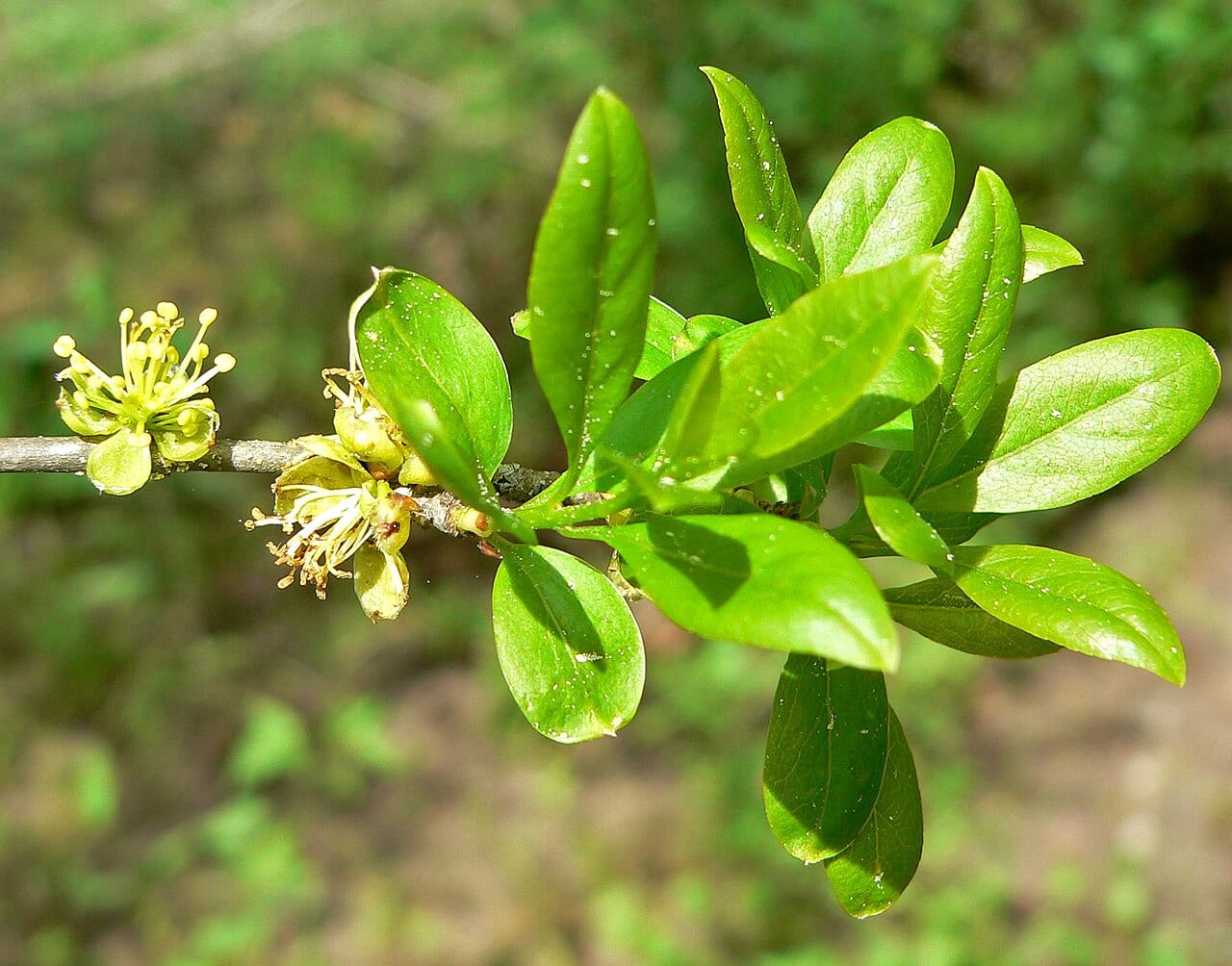 Elbowbush (Forestiera pubescens)
