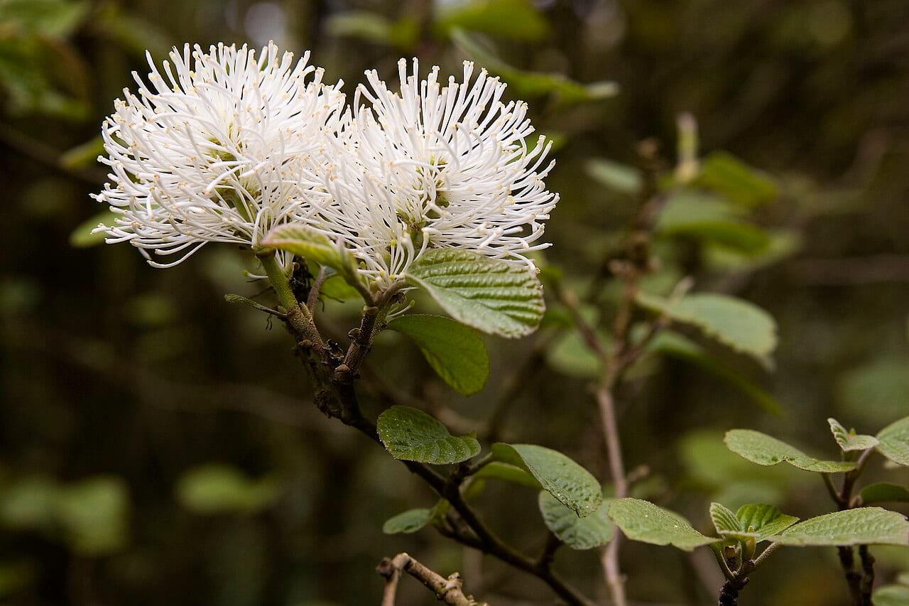 Mountain witchalder (Fothergilla major)
