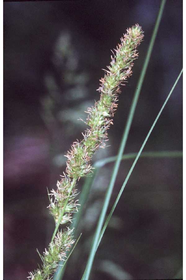 Fox Sedge (Carex vulpinoidea) — dense tussock with fox-tail seed heads at pond margin
