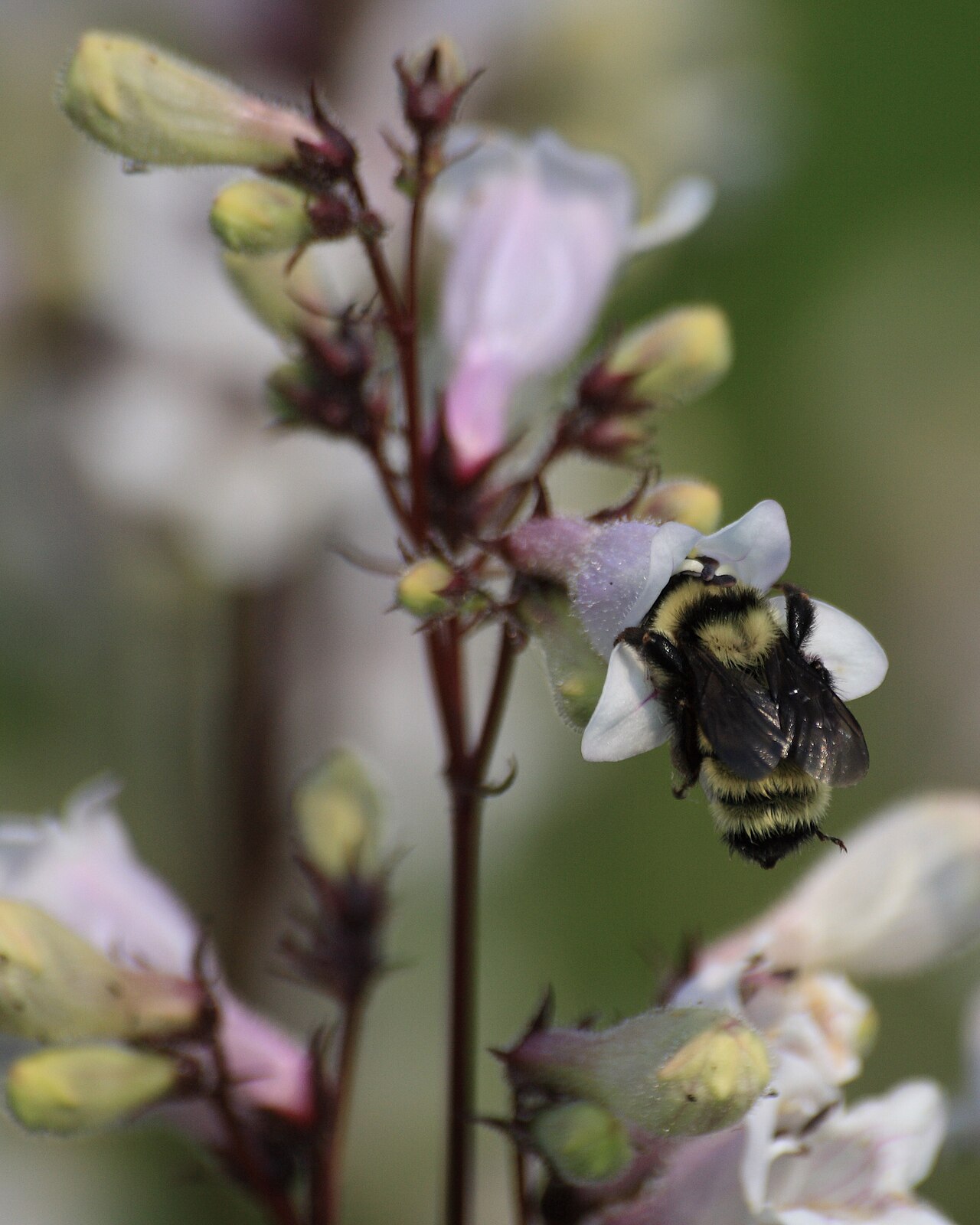 Foxglove Beardtongue (Penstemon digitalis) with tall panicles of white tubular flowers