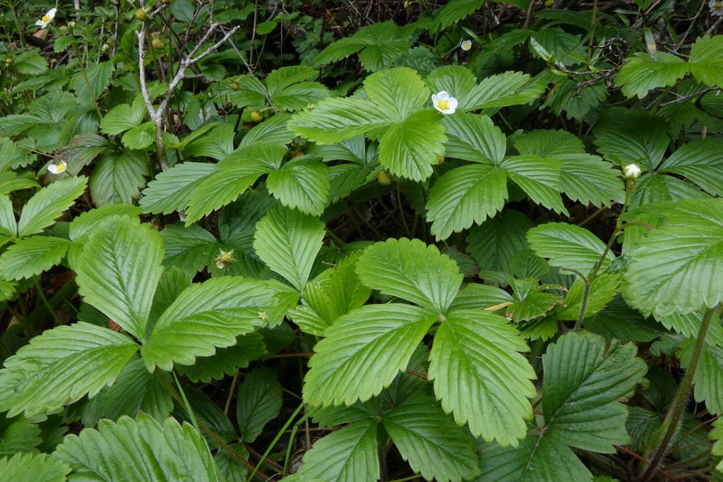 Woodland strawberry (Fragaria vesca ssp. americana)