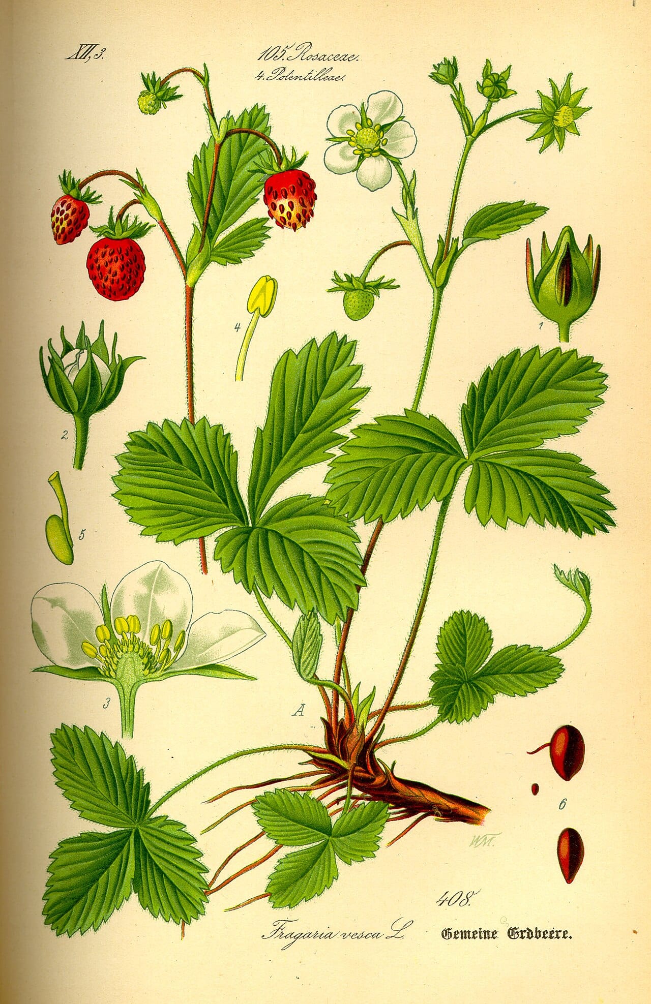 Woodland strawberry (Fragaria vesca)