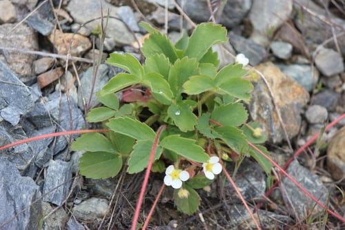 Virginia strawberry (Fragaria virginiana ssp. grayana)