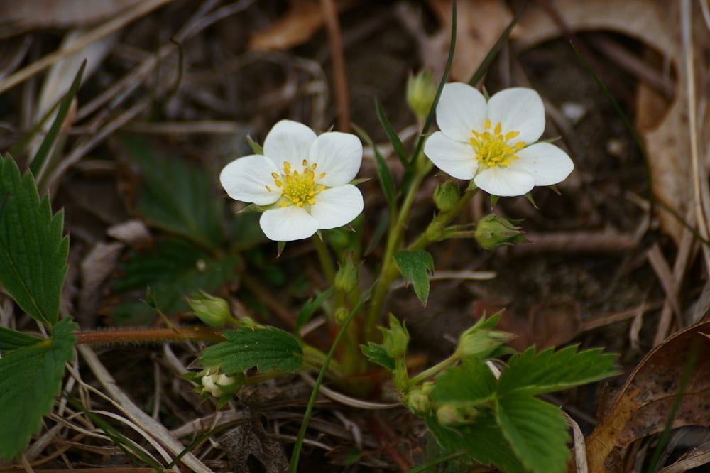 Strawberry (Fragaria × ananassa ssp. ananassa)
