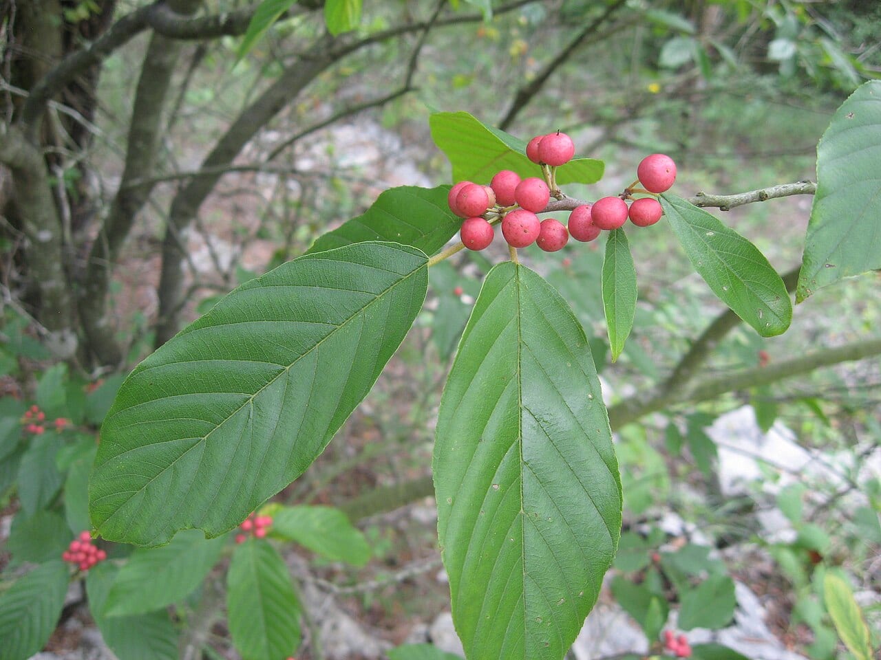 Carolina buckthorn (Frangula caroliniana)