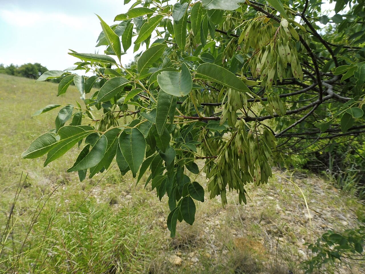 Texas ash (Fraxinus albicans)