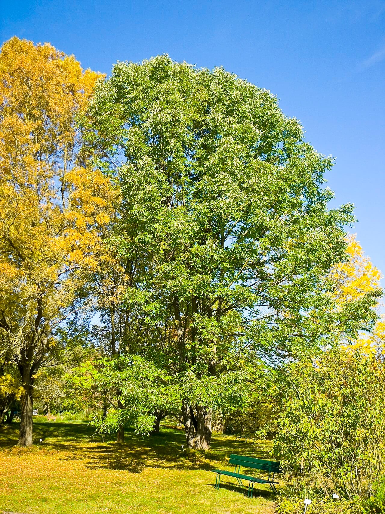White ash (Fraxinus americana)