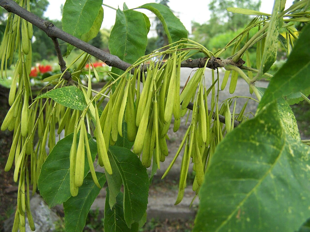 Green ash (Fraxinus pennsylvanica)