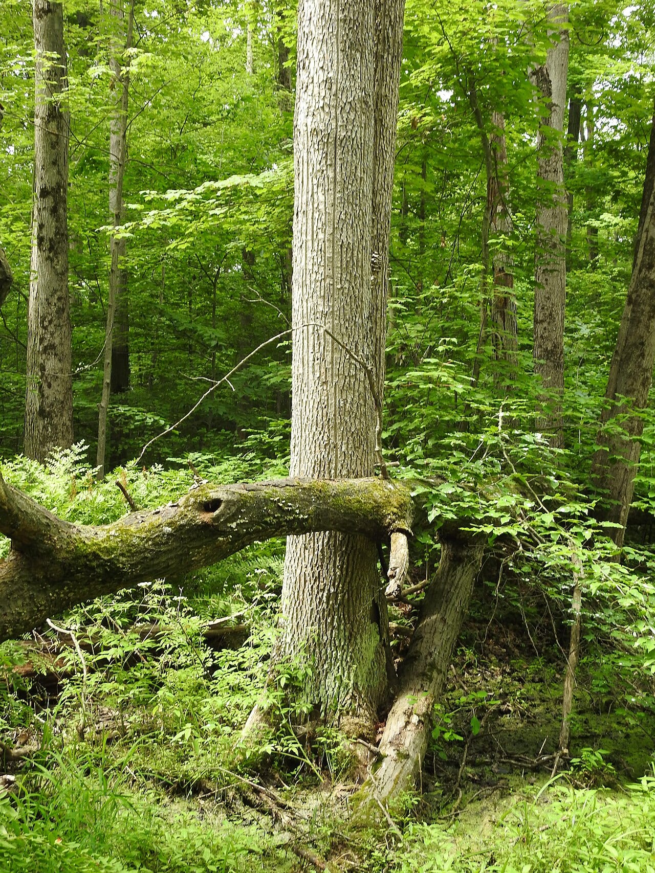Pumpkin ash (Fraxinus profunda)