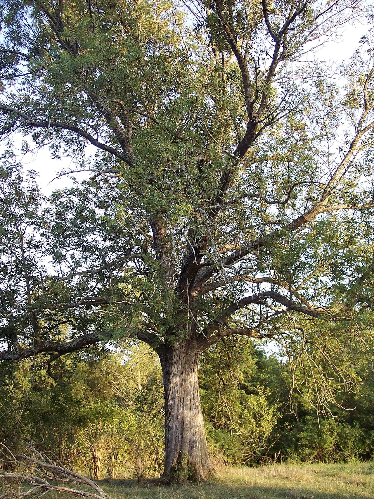 Blue ash (Fraxinus quadrangulata)